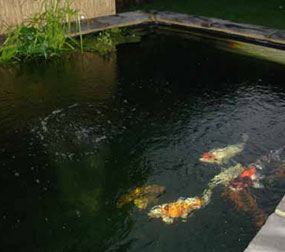 Customers Koi in pond