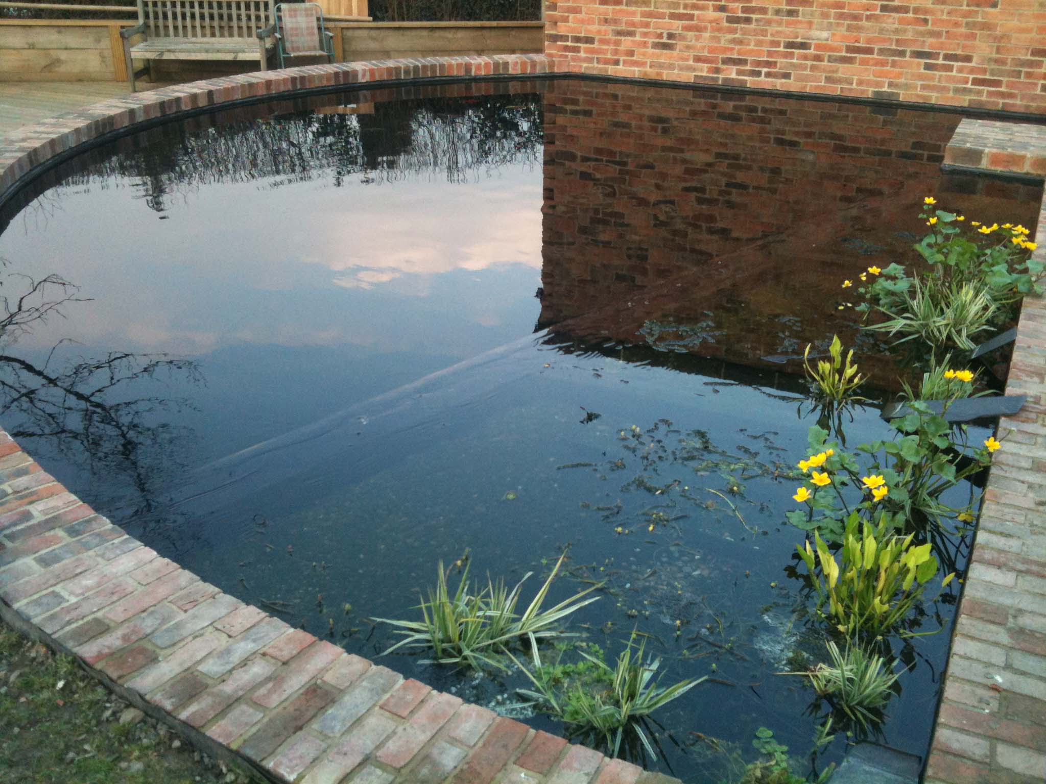 8000 Gallon Koi Pond in Derbyshire